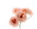 Роза куст-Rosa sp-Scented Whisper-53cm-Ti 2ff7621e-8c82-11f0-0a80-15c900313196