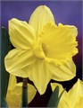 Нарцис-Narcisus-G Gigantic Star-45cm-20gr 04a5d56e-acc6-11ef-0a80-02d0007aaf46
