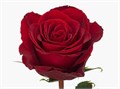 Роза-Rosa-Madam Red-50cm-RO 2ffbe64b-2748-11f0-0a80-02cc003caddc
