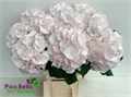 Гортензия-Hydrangea-M Ch Sw Verena-60cm 04aecc02-29db-11f0-0a80-0c9800af2f29