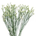 Лимониум-Limonium-Sin Sen P Colada-60cm-20gr 3000bb8b-86d4-11ee-0a80-0d52004cf9e6
