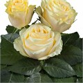 Роза-Rosa-Lemonetti-50cm-RO 3001cfee-2748-11f0-0a80-02cc003cade2