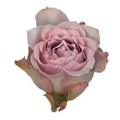 Роза-Rosa-Dancing Cloud-50cm-RO 3004b14e-2748-11f0-0a80-02cc003cadec