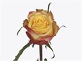Роза-Rosa-Wild Fox-50cm-RO 30078eef-2748-11f0-0a80-02cc003cadef
