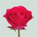 Роза-Rosa-Madam Cerise-50cm-RO 300b3839-2748-11f0-0a80-02cc003cadf2