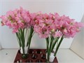 Латирус-Lathyrus-Rom Pink Pear-45cm 300bef8c-407b-11f0-0a80-07e2000dc708