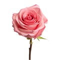 Роза-Rosa-Opala-50cm-RO 300e7683-2748-11f0-0a80-02cc003cadf5