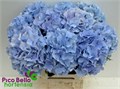 Гортензия-Hydrangea-M Ch Verena Bl-60cm 04b17da3-29db-11f0-0a80-0c9800af2f2c