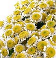 Хризантема сант-Chrysant sant-Sun Up-55cm-130gr 003936a2-21f1-11ed-0a80-00fe0036c75a
