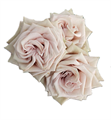 Роза куст-Rosa sp-Magic Mocca-50cm-CN 30128528-91b0-11ed-0a80-04fa00126802