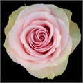 Роза-Rosa-Frutteto-50cm-IS 301690f9-bfa9-11ec-0a80-0b4c000b3433