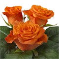 Роза-Rosa-Orange Wave-50cm-RO 3017e007-2748-11f0-0a80-02cc003cadfe