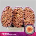 Хризантема сант-Chrysant sant-Miller Apricot-55cm-100gr 30185434-2462-11f0-0a80-0bd50001cde5