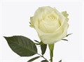 Роза куст-Rosa sp-Albatross-60cm-RO 30216edc-2748-11f0-0a80-02cc003cae0e