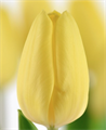 Тюльпаны, сорт Creme Fraicher 3041d75e-f4f3-11ef-0a80-1915000ac9be