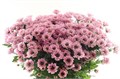 Хризантема сант-Chrysant sant-Rossi Pink-55cm-100gr 3058eaad-bfa6-11ec-0a80-0b4c000895d8