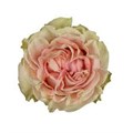 Роза-Rosa-Happink-50cm-JR 3063c9e1-7525-11f0-0a80-0ed20034eedf