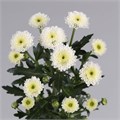 Хризантема сант-Chrysant sant-Calimero Snow-55cm-100gr 30837931-407b-11f0-0a80-07e2000dc70e