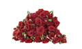 Роза куст-Rosa sp-Velvet Blossoms-50cm-Si 308476aa-c1fb-11ee-0a80-01b5001949ab
