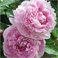 Пион-Paeonia-Albert Crousse-60cm 3097381b-407b-11f0-0a80-07e2000dc711