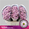 Хризантема сант-Chrysant sant-Rossi Pink-55cm-130gr 30a9f30a-bfa6-11ec-0a80-0b4c00089669