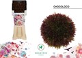 Гербера-Gerbera-Bg Chocoloco Diamond X80--50cm 30beb4e1-bca7-11f0-0a80-1390001b1e10