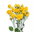 Роза куст-Rosa sp-Marisa-60cm-Ks 30ca6f52-e538-11ed-0a80-05fe00018e05