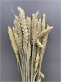 Сухоцвет-Tarwe 100Gr-Naturale-bunch 30cd5999-9388-11ed-0a80-0e9800242389