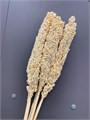 Сухоцвет-Sorgo 5St-Bianco-bunch 30d70dc6-9388-11ed-0a80-0e980024238c