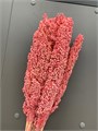 Сухоцвет-Sorgo 5St-Rosa Vivo-bunch 30ddc48f-9388-11ed-0a80-0e980024238f