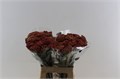 Ахилея-Achilea-M Paprika-70cm 30e19be2-8f32-11ed-0a80-070800fa47ec