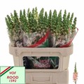 Антирринум-Antirrhinum-Cool Pink-75cm 30e935d8-8f32-11ed-0a80-070800fa47ef