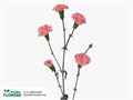 Диантус куст. Пинк Амели (роз.) 30ee1fb4-d6a0-11ec-0a80-03b100210885
