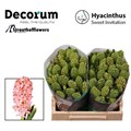Гиацинт-Hyacinthus-Swee Invitation-30cm 30ef9b57-bfa4-11ec-0a80-0b4c0006b747