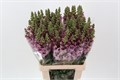 Антирринум-Antirrhinum-Poto Lavender-70cm 30f0b5d4-8f32-11ed-0a80-070800fa47f2