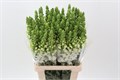 Антирринум-Antirrhinum-Poto White-70cm 30f8337d-8f32-11ed-0a80-070800fa47f5