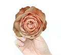 Роза-Rosa-Kahala-50cm-NT 30fc3968-bfa9-11ec-0a80-0b4c000b367e