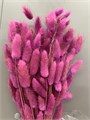 Сухоцвет-Lagurus 100Gr-Erica-bunch 311809e3-9388-11ed-0a80-0e98002423aa