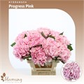 Гортензия-Hydrangea-Bloom Pink Progress-70cm-Bg. 3119ccad-d72e-11ef-0a80-024e00314eed