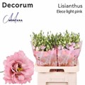 Лизиантус G-Lisianthus G-Elece Li Pink-//70cm 311b6b0c-f4e2-11ef-0a80-1a2e000762cb