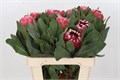 Протея-Protea-Empress-60cm 312353b0-8f32-11ed-0a80-070800fa47fb