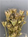 Сухоцвет-Nigella 100Gr-Naturale-bunch 3124f3cc-9388-11ed-0a80-0e98002423b0