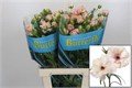 Ранункулус-Ranunculus-Butterfl Ariadne-60cm-55gr 04c3ee33-29db-11f0-0a80-0c9800af2f32