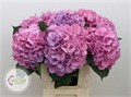 Гортензия-Hydrangea-M Elbtal Rz--80cm 312702e6-2ec7-11ee-0a80-0d500022169b