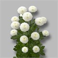 Хризантема сант-Chrysant sant-Pizarro-55cm-110gr 3130be95-bfa6-11ec-0a80-0b4c00089773