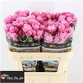 Роза куст-Rosa sp-Silva Pink+-70cm 3136cca2-8f32-11ed-0a80-070800fa4801
