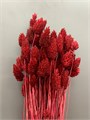 Сухоцвет-Phalaris 100Gr-Bordeaux-bunch 3138a85e-9388-11ed-0a80-0e98002423b9
