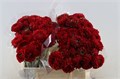 Ранункулус-Ranunculus-Ponpon Ex Draco-40cm-26gr 313d95b6-8f32-11ed-0a80-070800fa4804