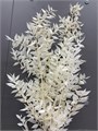 Рускус стаб.-Ruscus-Aculeatus 100G-Bianco-bunch 31470e26-9388-11ed-0a80-0e98002423bf