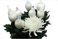 Хризантема одн-Chrysant Gr-Antonov-70cm-115gr 04c89df0-bfa6-11ec-0a80-0b4c000869b1